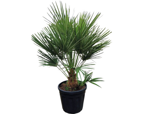 Palmieri de cânepă în ghiveci