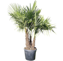 Palmier de cânepă în ghiveci