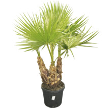 Palmier de cânepă în ghiveci