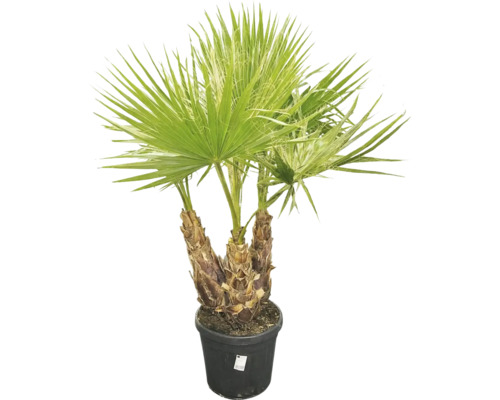 Palmier de cânepă în ghiveci