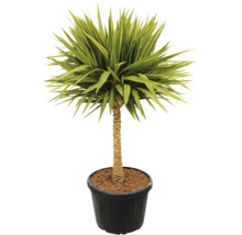 Yucca plantă de interior în ghiveci