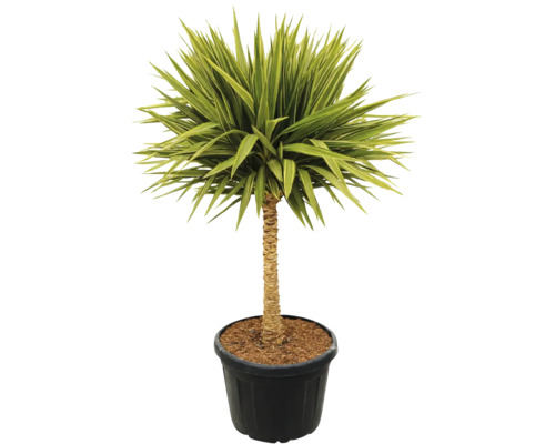 Yucca plantă de interior în ghiveci