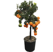 Mandarin în ghiveci cu fructe coapte și necoapte