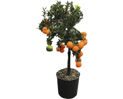 Mandarin în ghiveci cu fructe coapte și necoapte