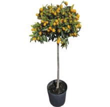 Arbore de Kumquat în ghiveci cu fructe și frunze