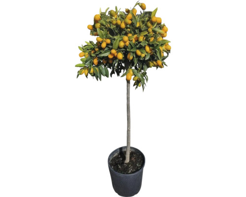 Arbore de Kumquat în ghiveci cu fructe și frunze