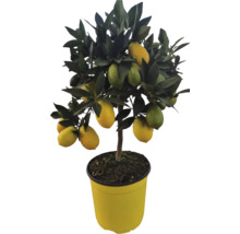 Lămâi în ghiveci cu lămâi