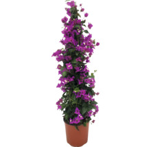 Bougainvillea în ghiveci