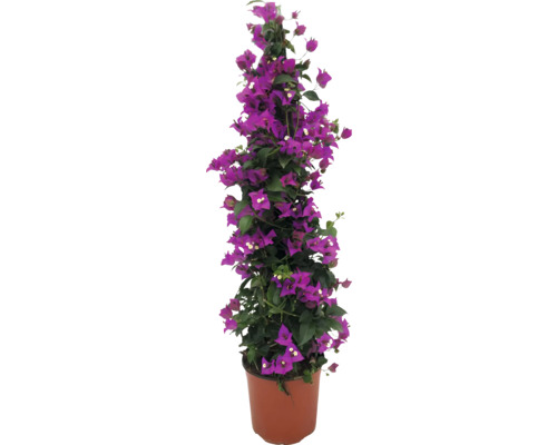 Bougainvillea în ghiveci