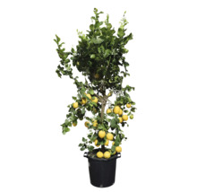 Lămâi în ghiveci cu lămâi coapte și frunze verzi