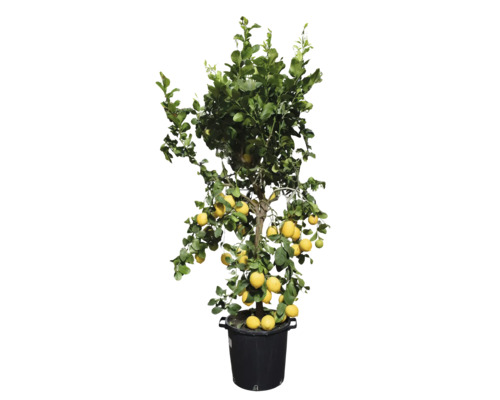 Lămâi în ghiveci cu lămâi coapte și frunze verzi