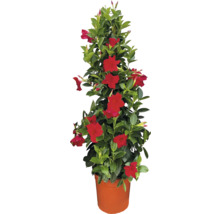 Dipladenia în ghiveci cu flori roșii și frunze verzi.