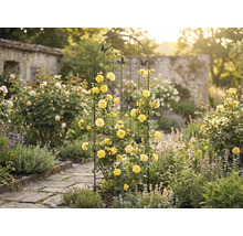 Scenă de grădină cu arcadă de trandafiri, trandafiri galbeni și fluturi decorativi