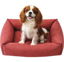 Câine șezând într-un pat roșu pentru câini.