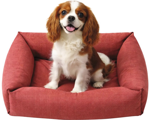 Câine șezând într-un pat roșu pentru câini.