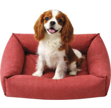 Câine pe un pat roșu pentru câini