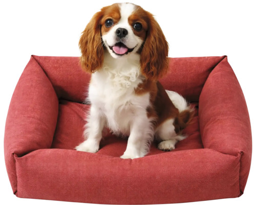 Câine pe un pat roșu pentru câini