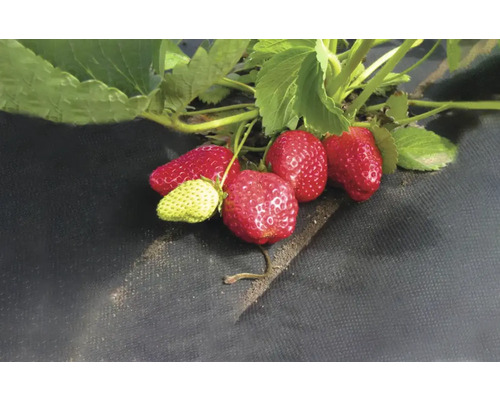 Plantă de căpșuni cu fructe coapte și necoapte pe folie de grădină