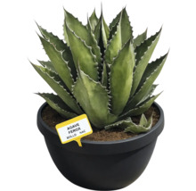 Plantă Agave Ferox în ghiveci