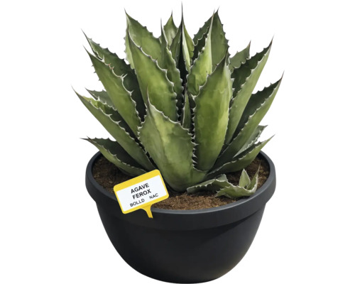 Plantă Agave Ferox în ghiveci