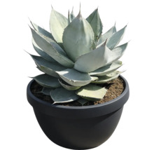 Plantă Agave într-un ghiveci