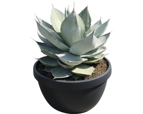 Plantă Agave într-un ghiveci