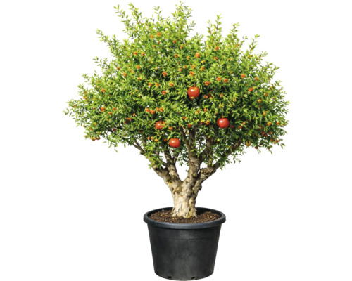 Rodie în ghiveci cu fructe și flori