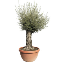 Măslin în ghiveci pentru interior și exterior