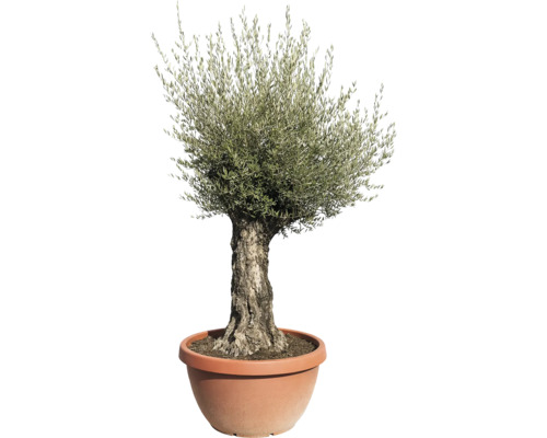 Măslin în ghiveci pentru interior și exterior