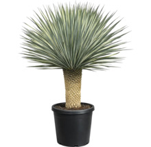 Yucca plantă de interior într-un ghiveci