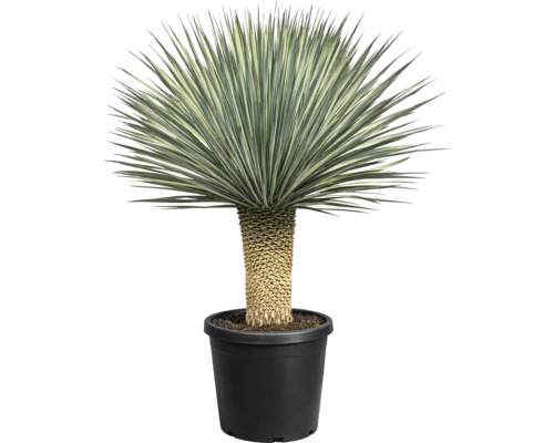 Yucca plantă de interior într-un ghiveci