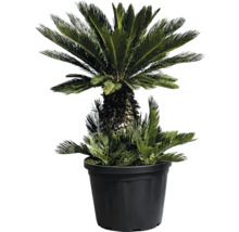 Cicada Revoluta într-un ghiveci