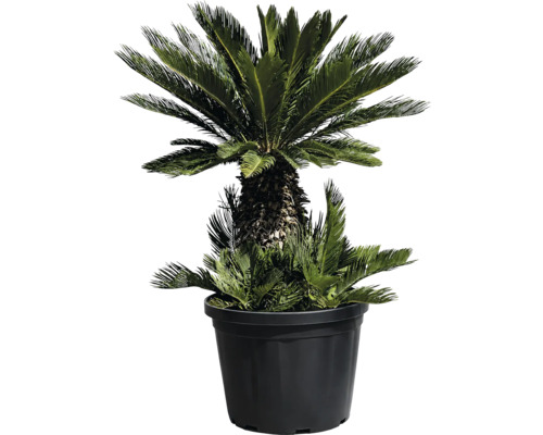 Cicada Revoluta într-un ghiveci