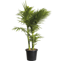 Palmier Areca într-un ghiveci