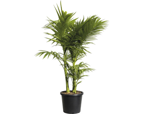 Palmier Areca într-un ghiveci