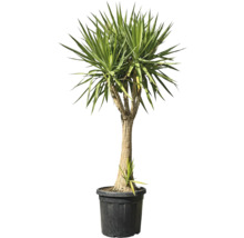 Yucca plantă de interior în ghiveci