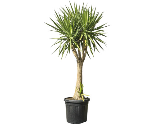 Yucca plantă de interior în ghiveci