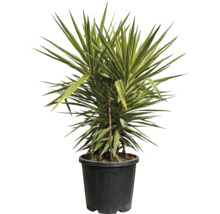 Yucca plantă de apartament în ghiveci