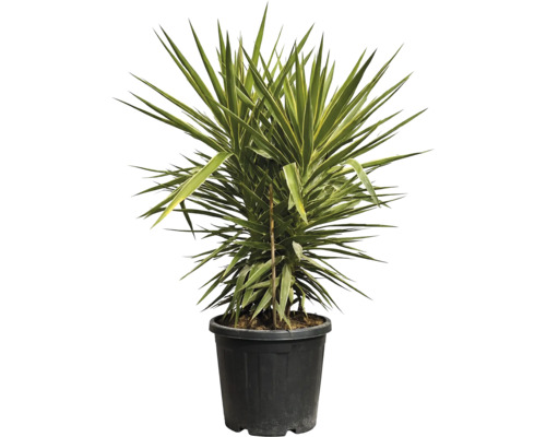 Yucca plantă de apartament în ghiveci