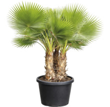 Palmier de cânepă într-un ghiveci