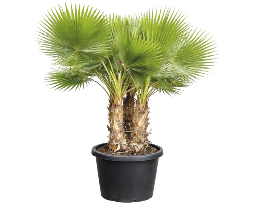 Palmier de cânepă într-un ghiveci