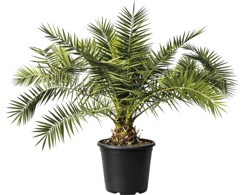 Curmal într-un vas pentru interior