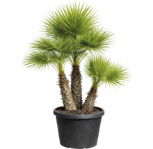 Palmier de cânepă în ghiveci