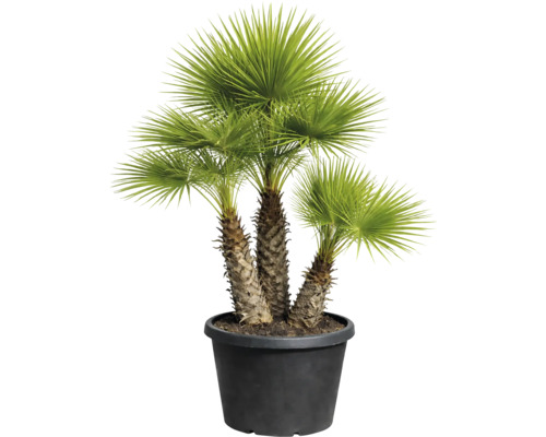 Palmier de cânepă în ghiveci