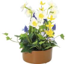Aranjament floral decorativ cu narcise, zambile și diverse plante verzi într-un ghiveci.