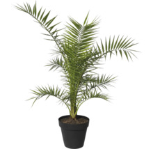 Curmal într-un ghiveci ca plantă de interior