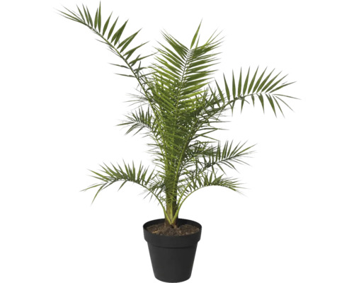 Curmal într-un ghiveci ca plantă de interior