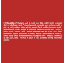 Ghid de hrănire pentru pisici