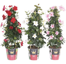 Trei plante Dipladenia în ghivece cu flori roșii, albe și roz