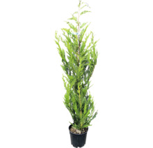 Chiparos Leyland verde, svelt, în ghiveci de plastic negru, cu creștere verticală.